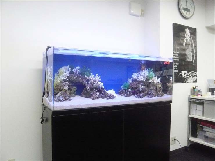 埼玉県川口市 企業様  150cm海水魚水槽  設置事例 水槽画像１
