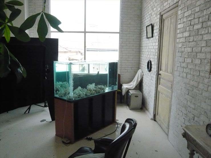 都内 撮影スタジオ様  120cm淡水魚水槽  水槽短期レンタル事例 水槽画像１