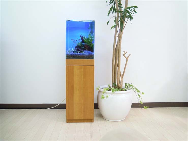 東京都 オフィス様  30cm淡水魚水槽  設置事例 水槽画像１