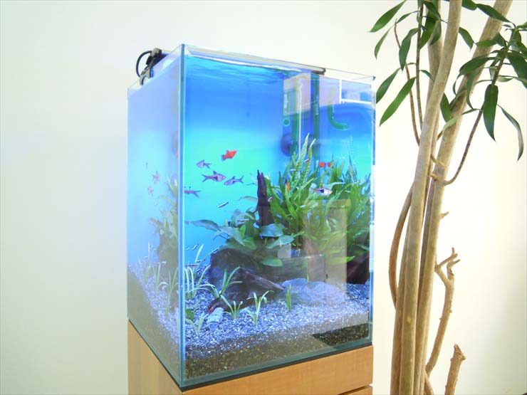 東京都 オフィス様  30cm淡水魚水槽  設置事例 水槽画像２