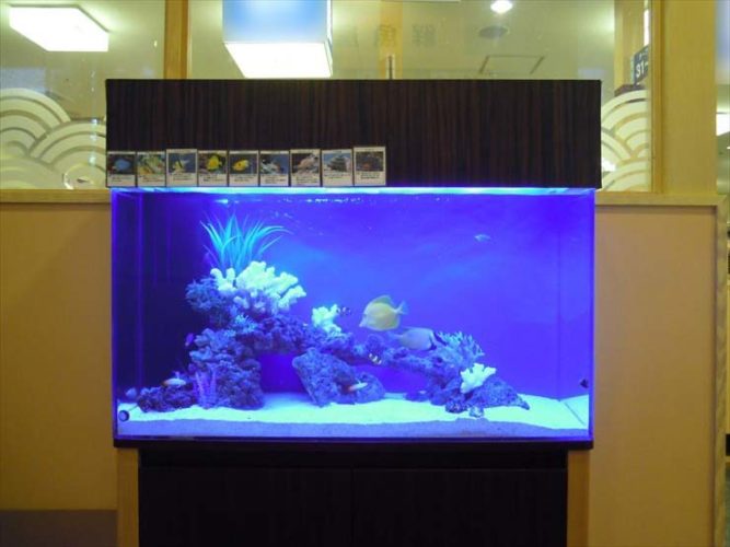 神奈川県海老名市 飲食店様  120cm海水魚水槽  設置事例 メイン画像