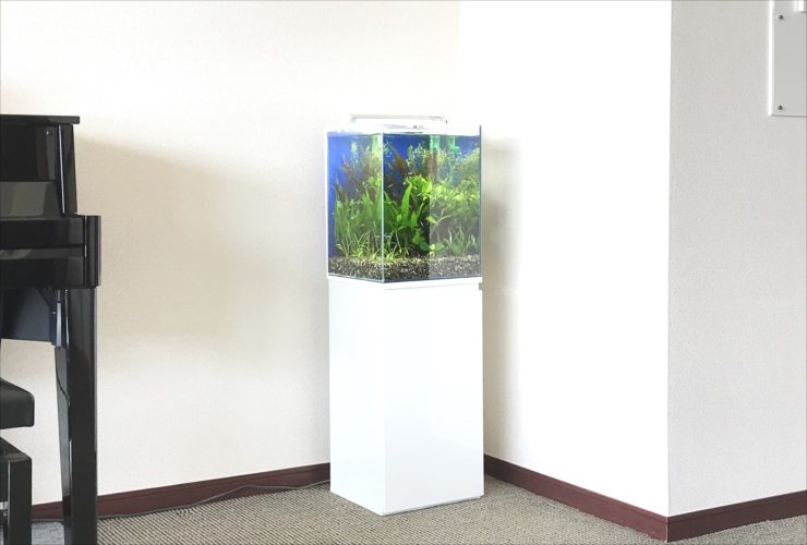 大阪市　個人宅リビング 30cm淡水魚水槽　レンタル事例 水槽画像３