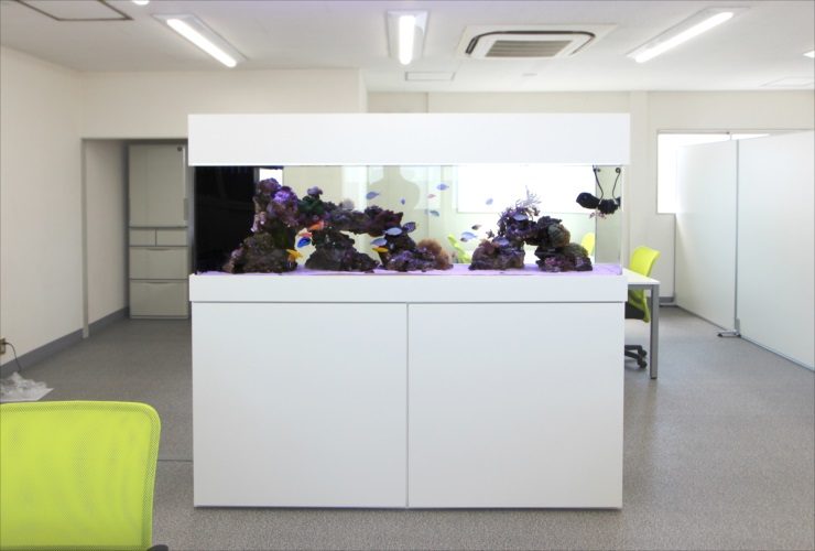 神奈川県　オフィス事務所に設置 大型海水魚水槽　販売・水槽移動事例 水槽画像２