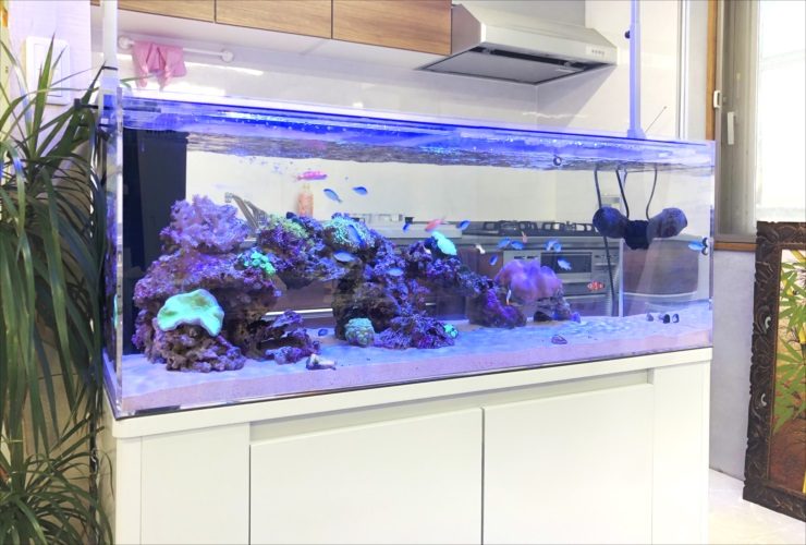 神奈川県　オフィス事務所　120cm海水魚・サンゴ水槽　レンタル事例 メイン画像