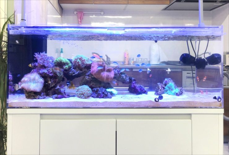 神奈川県　オフィス事務所　120cm海水魚・サンゴ水槽　レンタル事例 水槽画像３