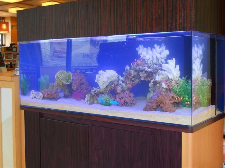 栃木県 飲食店様  120cm海水魚水槽  設置事例 水槽画像１