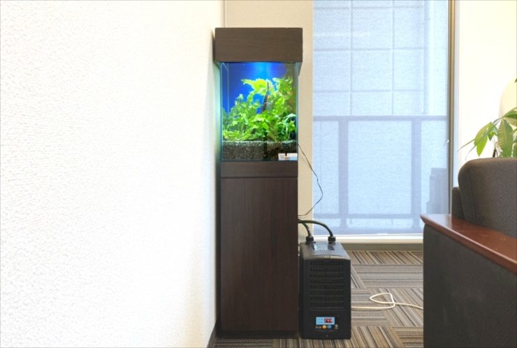 渋谷区　オフィス　30cm淡水魚水槽　水槽レンタル事例 水槽画像２