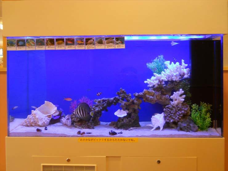 東京都足立区 飲食店様  120cm海水魚水槽  設置事例 水槽画像３