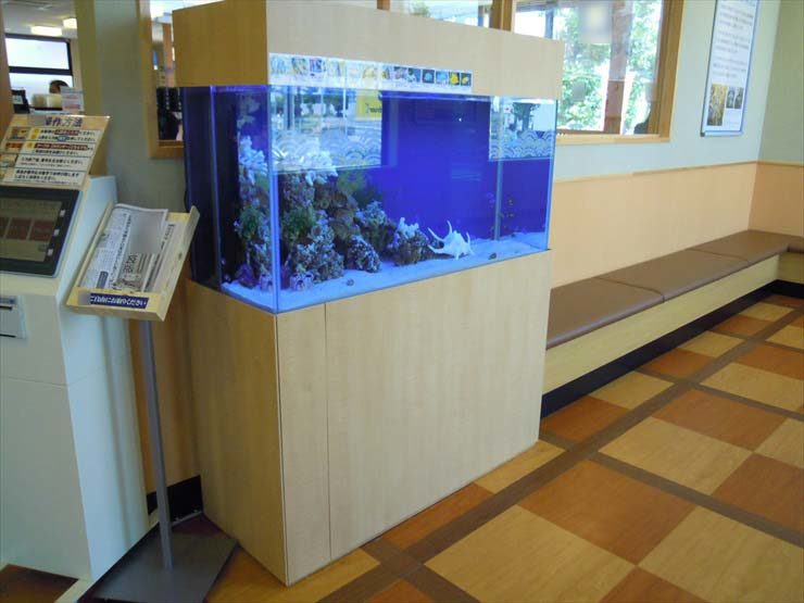 神奈川県平塚市 飲食店様  120cm海水魚水槽  設置事例 水槽画像２