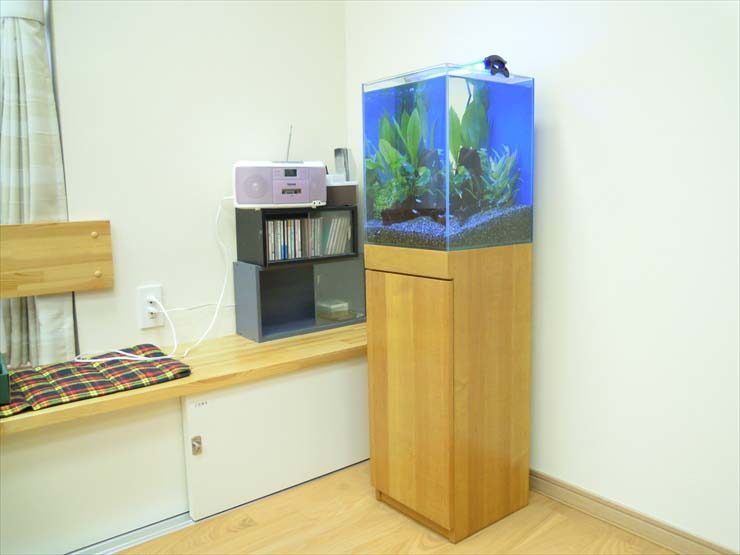 東京都豊島区 施設様  30cm淡水魚水槽  設置事例 水槽画像１