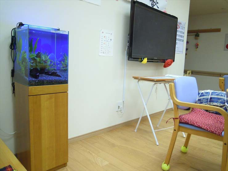 東京都豊島区 施設様  30cm淡水魚水槽  設置事例 水槽画像２