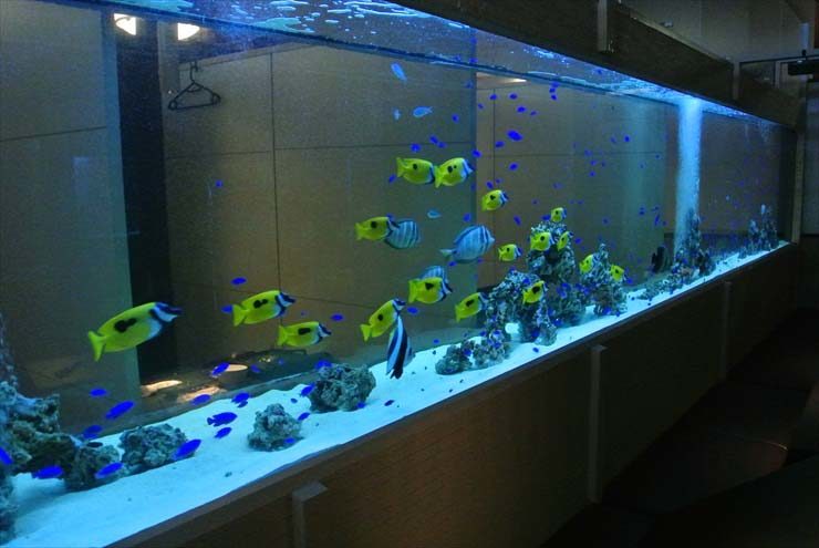 大阪府　中央区　飲食店に設置 超大型！海水魚水槽の事例 水槽画像２