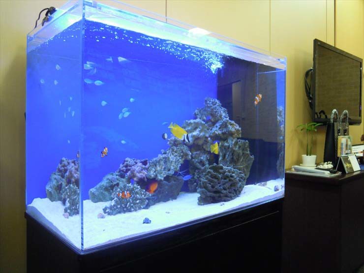 渋谷区 企業様  90cm海水魚水槽  設置事例 水槽画像１