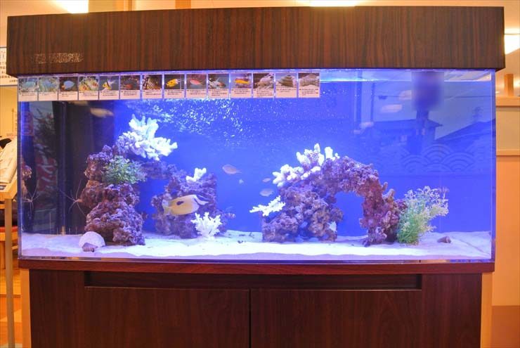 埼玉県草加市 飲食店様  120cm海水魚水槽  設置事例 水槽画像３