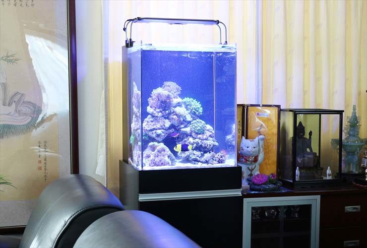 千代田区　企業　社長室に設置 サンゴ水槽　レイアウトリニューアル事例 水槽画像１