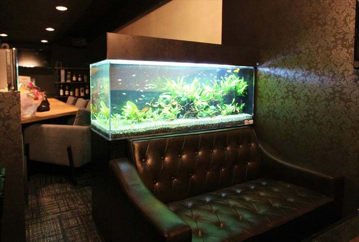 町田市　飲食店（Bar） 淡水アクアリウム　導入事例 水槽画像１