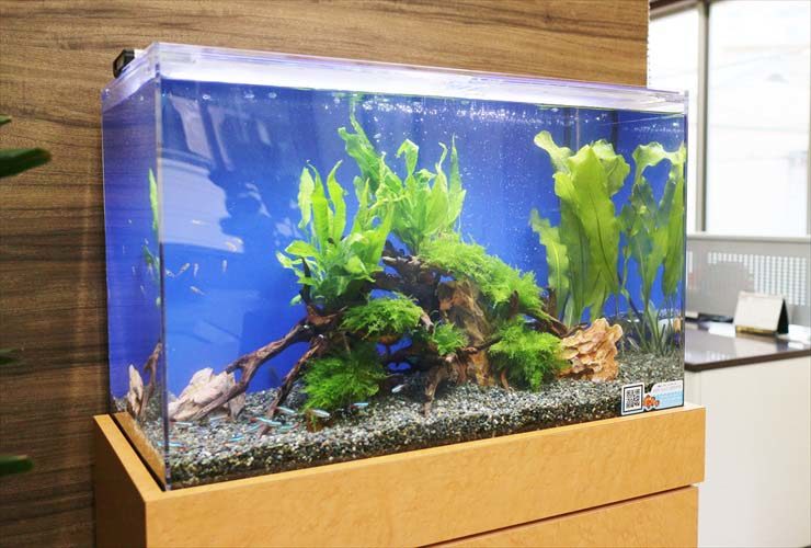 オフィス　応接室に設置 淡水魚水槽　レイアウトリニューアル事例 水槽画像１