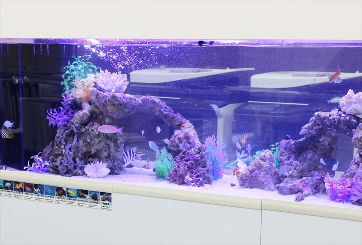 新宿　オフィス　アクアリウム 150cm海水魚水槽レンタル事例 水槽画像２