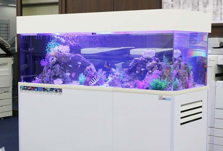 新宿　オフィス　アクアリウム 150cm海水魚水槽レンタル事例 水槽画像３