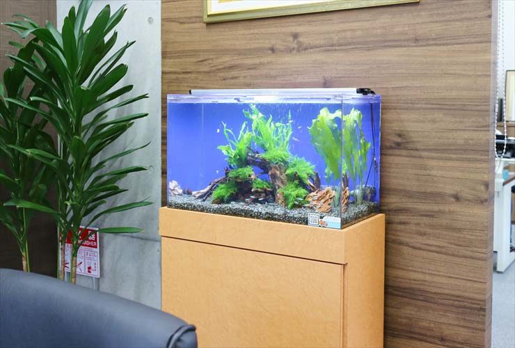 オフィス　応接室に設置 淡水魚水槽　レイアウトリニューアル事例 水槽画像３