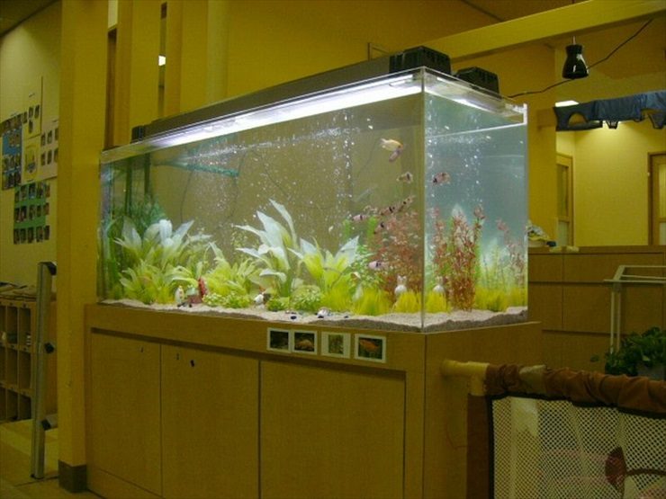神奈川県横浜市 幼稚園様  150cm淡水魚水槽  設置事例 水槽画像１