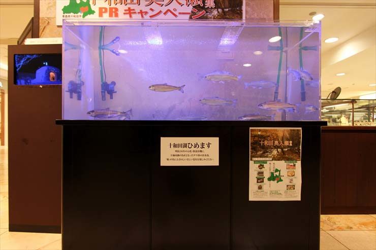 柏 高島屋 短期イベント 水槽設置事例 東京アクアガーデン