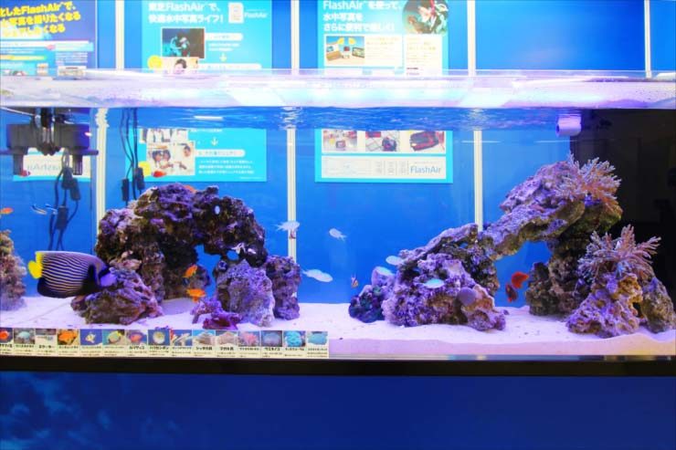 池袋サンシャイン イベントに設置 150cm海水魚水槽事例 東京アクアガーデン