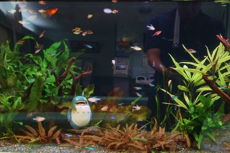 薬局の待合室に設置した幻想的な淡水魚水槽事例 東京アクアガーデン