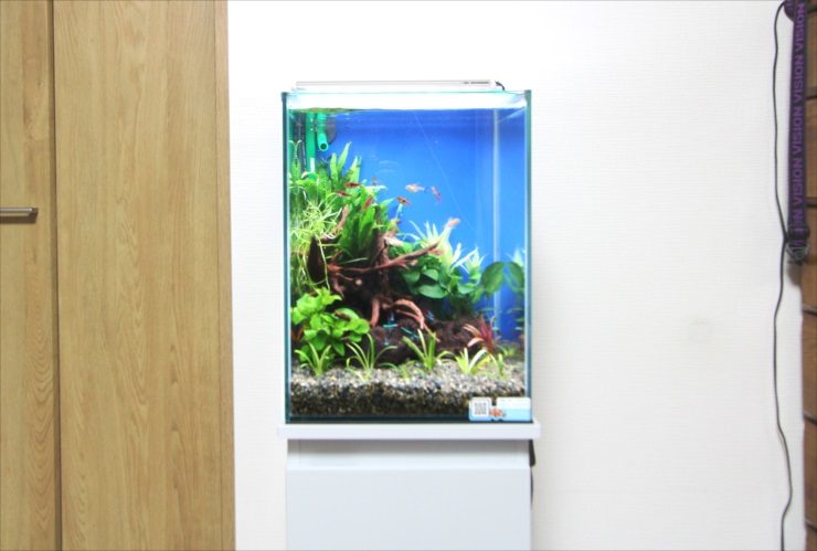 神奈川県　横浜市　個人宅　30cm淡水魚水槽　レンタル事例事例 水槽画像２