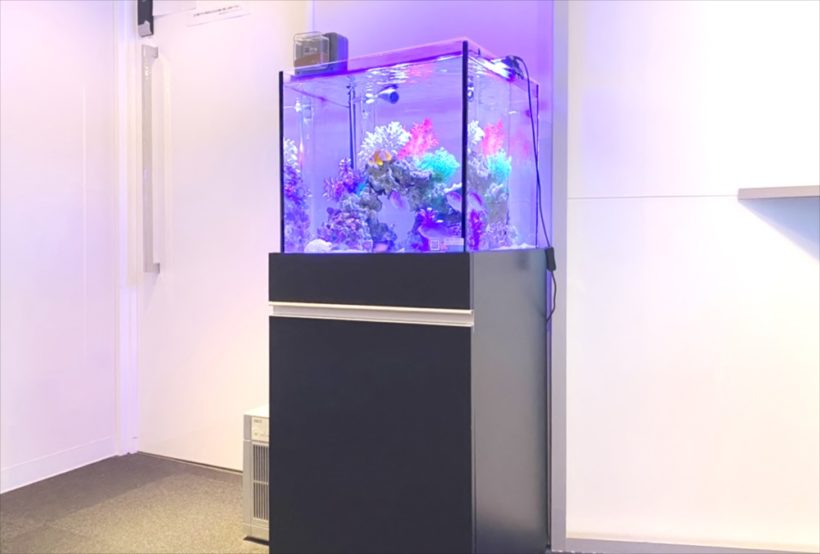 新宿オフィス　45cm・120cm海水魚水槽 レンタル事例　その後 水槽画像１