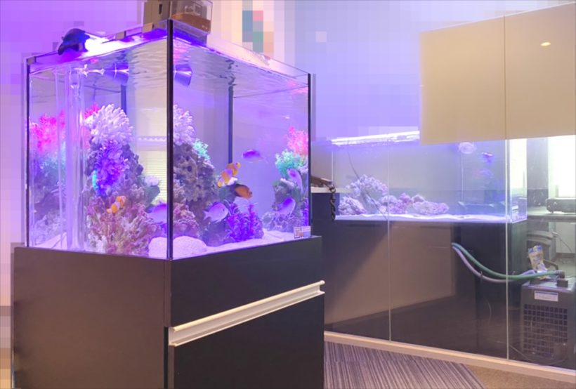 新宿オフィス　45cm・120cm海水魚水槽 レンタル事例　その後 水槽画像５