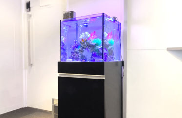 新宿オフィス　45cm・120cm海水魚水槽 レンタル事例　その後