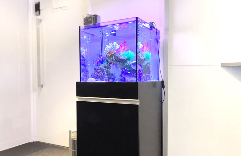 新宿オフィス　45cm・120cm海水魚水槽 レンタル事例　その後 水槽画像１