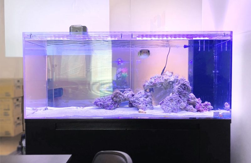 新宿オフィス　45cm・120cm海水魚水槽 レンタル事例　その後 水槽画像２