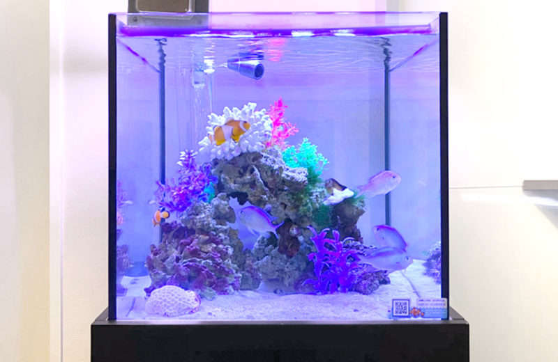 新宿オフィス　45cm・120cm海水魚水槽 レンタル事例　その後 水槽画像３