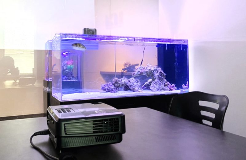 新宿オフィス　45cm・120cm海水魚水槽 レンタル事例　その後 水槽画像４