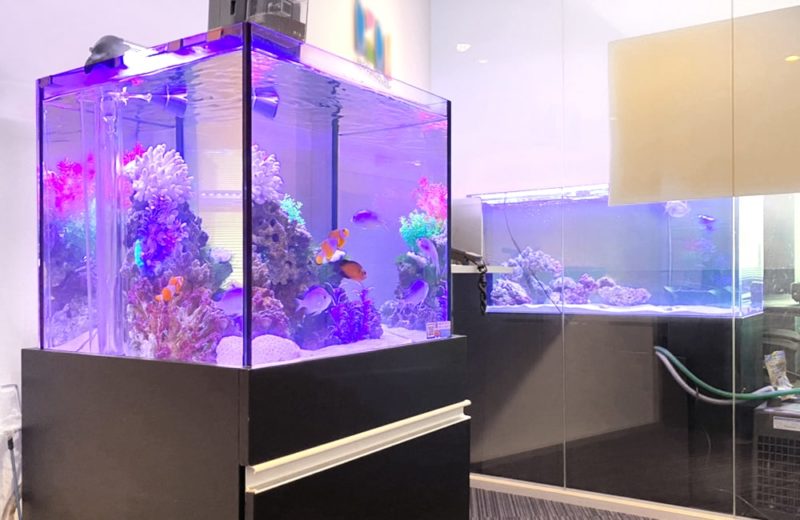 新宿オフィス　45cm・120cm海水魚水槽 レンタル事例　その後 水槽画像５