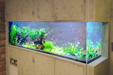 渋谷区　オフィス　大型淡水魚水槽　リース事例　その後