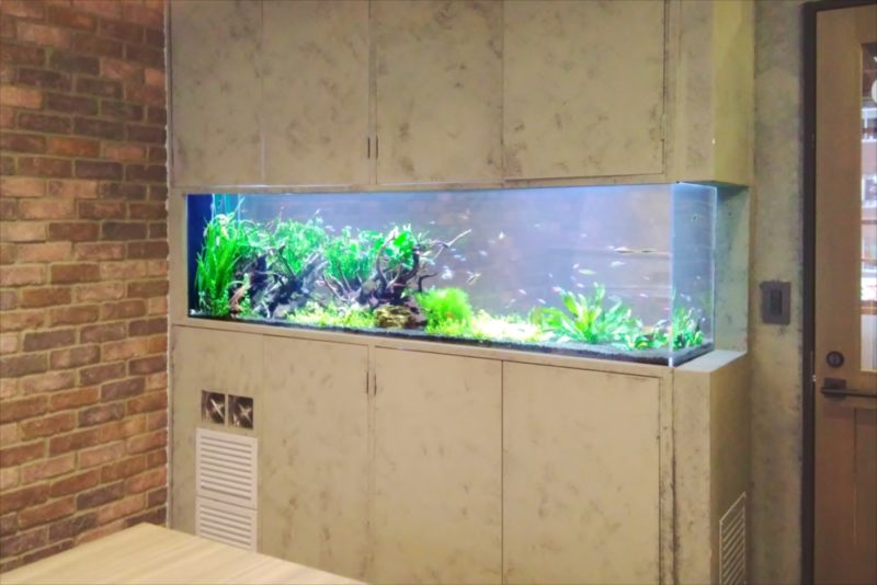 渋谷区　オフィス　大型淡水魚水槽　リース事例　その後 水槽画像５