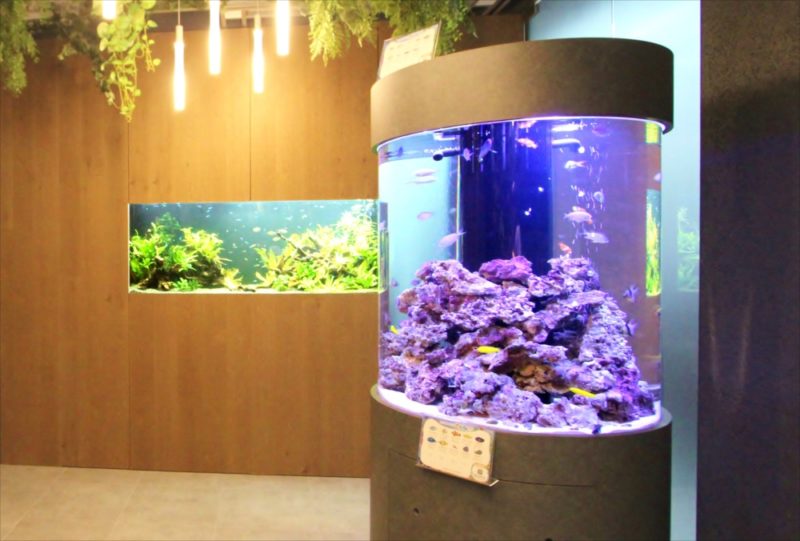 オフィス 円柱海水魚水槽・大型淡水魚水槽を設置 水槽販売事例 水槽画像３