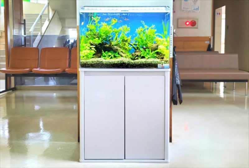 急病センター　待合室　60cm淡水魚水槽 レンタル事例 水槽画像３