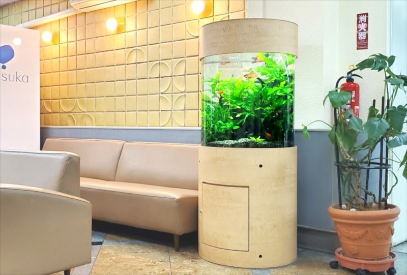 病院の待合室に設置　60cm円柱淡水魚水槽リース事例　その後 水槽画像１