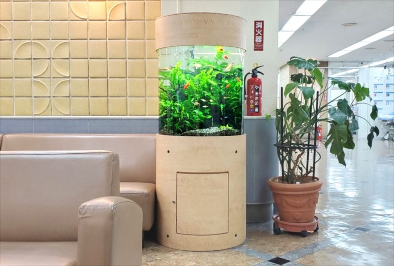 病院の待合室に設置　60cm円柱淡水魚水槽リース事例　その後 水槽画像２