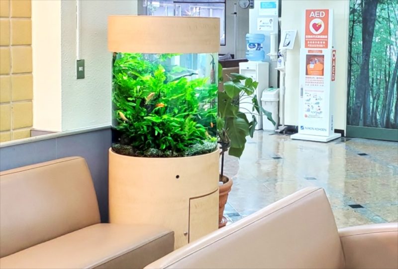 病院の待合室に設置　60cm円柱淡水魚水槽リース事例　その後 水槽画像３