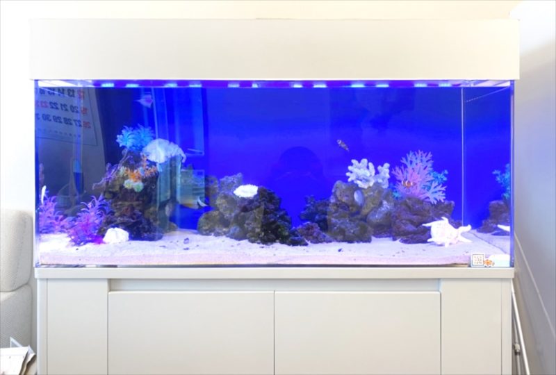 オフィスに設置　120cm海水魚水槽 レンタル事例 水槽画像３