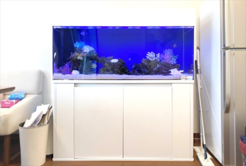 オフィスに設置　120cm海水魚水槽 レンタル事例 水槽画像２