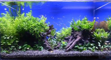 YouTube撮影用　美しい淡水魚水槽をご覧ください