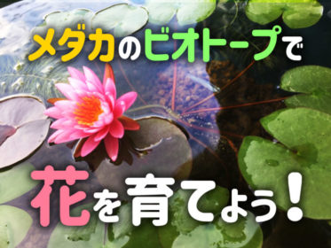 メダカのビオトープで花を育てよう！睡蓮などおすすめの植物・水草7選！