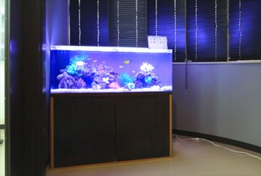 さいたま市　オフィスに120cm 海水魚水槽レンタル 事例