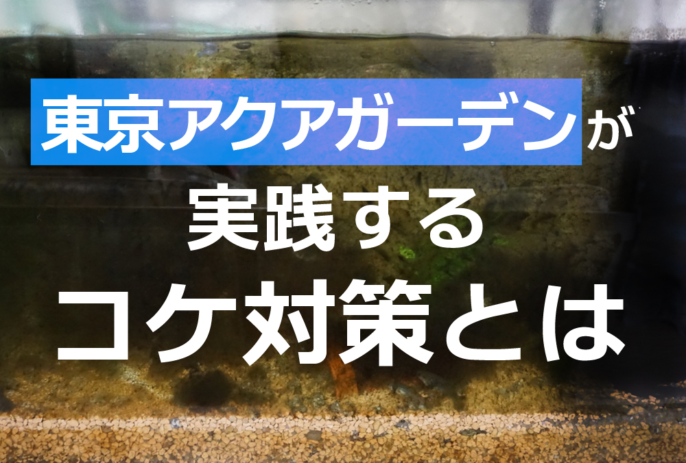水槽にコケが生えたらどうする？東京アクアガーデンのコケ対策とはのサムネイル画像